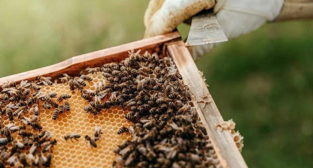 Соты. Фото: unsplash.com

