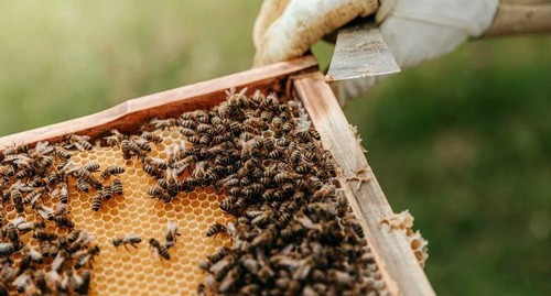 Соты. Фото: unsplash.com

