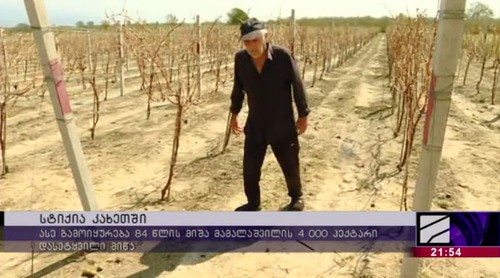 Поврежденный градом виноградник в Кахетии. Стопкадр из ролика на сайте телеканала "Рустави-2" https://www.rustavi2.ge/ka/news/208006