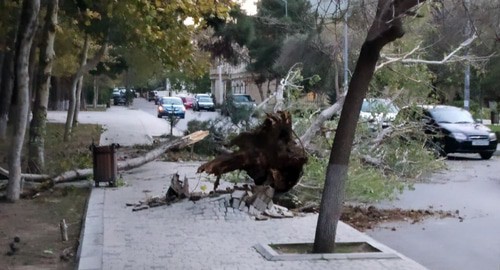 Ветер повалил деревья в Баку. Фото: Самир Али https://www.trend.az/azerbaijan/incident/3510428.html