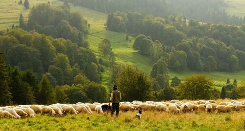 Пастух с отарой овец. Фото: pixabay.com