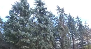 Роща голубых елей в Нальчике. Стоп-кадр видео, опубликованного YouTube-каналом "Сделано в КБР" 04.11.21, https://www.youtube.com/watch?v=MbUy1KCNqJA