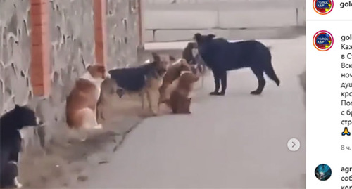 Бродячие собаки в Старом Череке. Скриншот видео https://www.instagram.com/p/CaEZthDt-hO/
