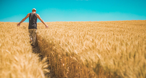 Пшеничное поле. Фото Pexels с сайта Pixabay 