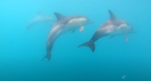 Дельфины в Черном море. Стопкадр из видео https://www.youtube.com/watch?v=hmqoRuFbW1k