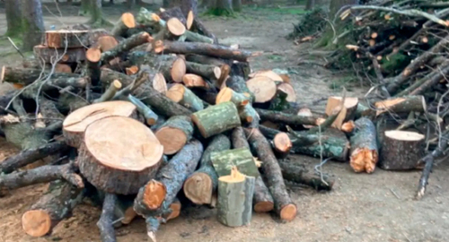 Вырубленные деревья в Сочи. Фото: С. Кравченко для "Кавказского узла"