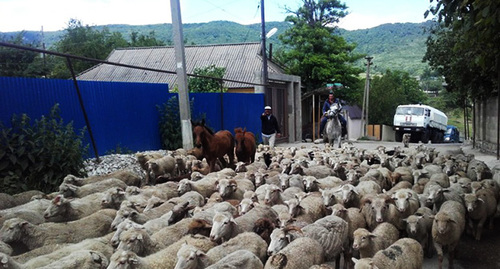 Перегон овец в населенном пункте Дагестана. Фото: пресс-служба министерства сельского хозяйства mcxrd.ru