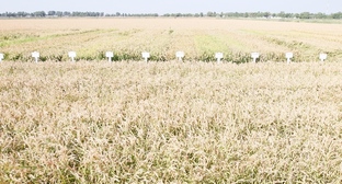 Экологи начали кампанию против практики сжигания рисовой соломы на юге России