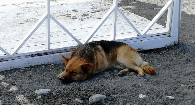 Бродячая собака. Фото Светланы Кравченко для "Кавказского узла".