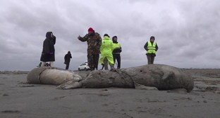 Инспектора на месте гибели тюленей, стоп-кадр видео "Россия 24", smotrim.ru