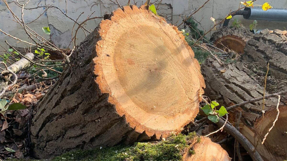 Спиленный 21 декабря тополь. Фото корреспондента "Кавказского узла"