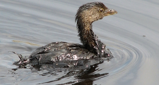 Жителей Сочи и Туапсе встревожили испачканные в нефти птицы