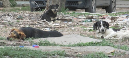 Бездомные собаки в Астрахани. 8 апреля 2023 года. Фото Вячеслава Ященко для "Кавказского узла".
