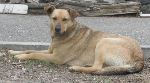 Бездомная собакв в Астрахани. 8 апреля 2023 года. Фото Вячеслава Ященко для "Кавказского узла".
