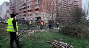 Власти объяснили вырубку деревьев в Краснодаре благоустройством сквера