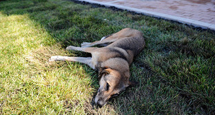 Астраханцы поддержали петицию о борьбе с бродячими собаками