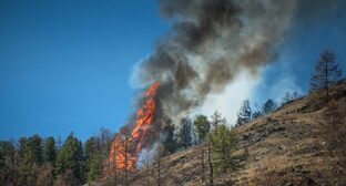 Спасатели отчитались о тушении лесного пожара в Дагестане