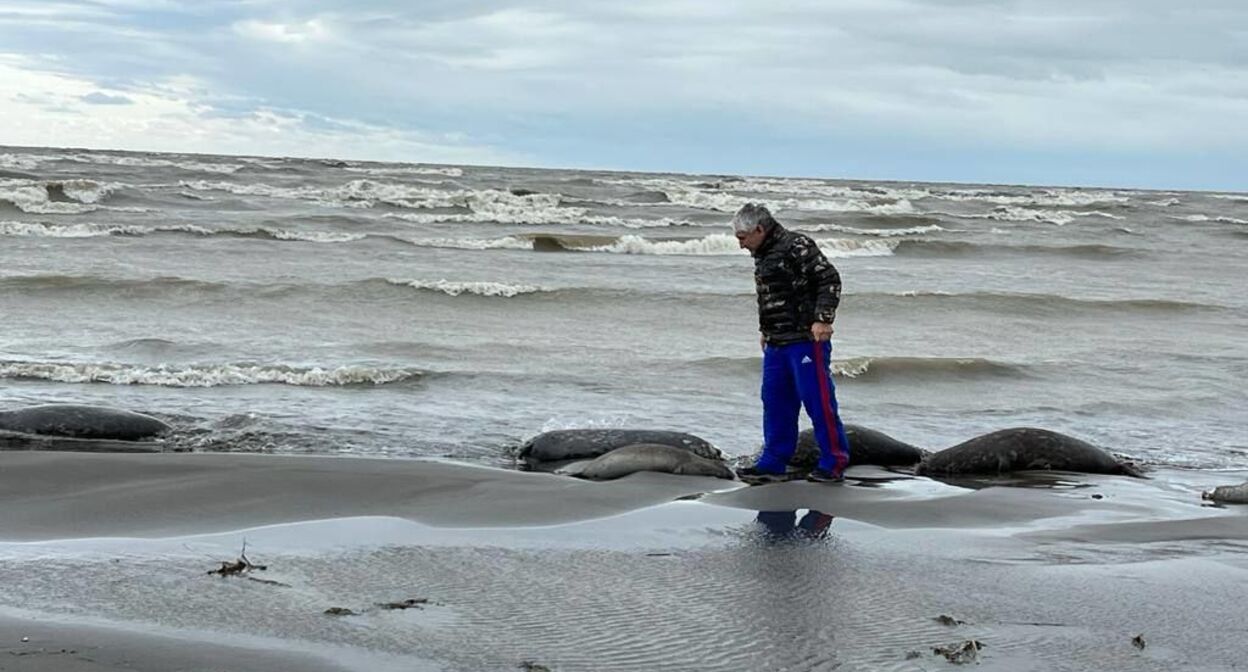 Кавказский Узел | Массовая гибель тюленей стала обыденным явлением в  Дагестане
