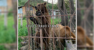 Медведи в клетке в селе Зурилаудимахи. Стопкадр из видео https://www.instagram.com/p/CtH1jIGBYB9/