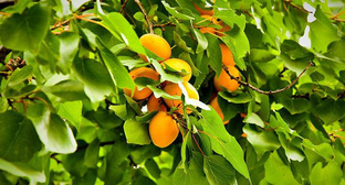 Сельчане в Армении потребовали увеличить закупочную цену абрикосов