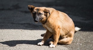 Суд отказался рассмотреть иск астраханских противников эвтаназии бездомных собак