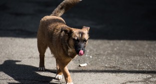 Зоозащитники потребовали ужесточить приговор за убийство собаки в Сочи