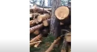 Вырубка деревьев в нацпарке "Приэльбрусье" возмутила жителей Кабардино-Балкарии