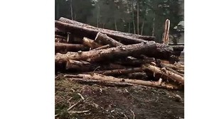 Вырубка деревьев в "Приэльбрусье". Скриншот видео СКФО Тelegraph 