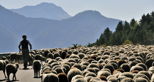 Перегон овец. Фото: Mireille Coulon https://ru.wikipedia