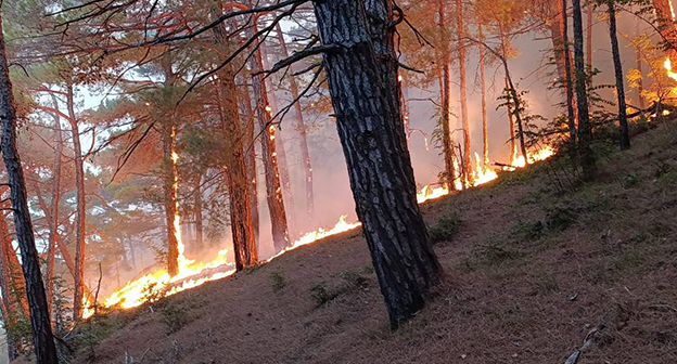 Пожар в лесничестве под Геленджиком. 28 августа 2025 г. Фото: t.me/mpr_kk