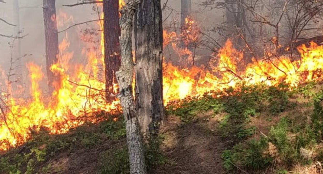 Пожар в районе Геленджика, 29 августа 2025 года. Фото: Краевой лесопожарный центр / Telegram