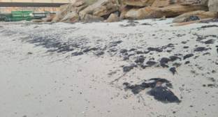 Мазутные пятна в Тамани. Скриншот фото штаба "Дельфины" от 08.10.25, https://t.me/shtab_delfin/1271.