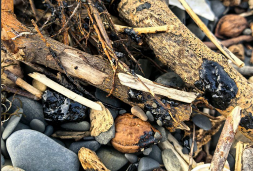 Oil stains on the beach in Utrish. Screenshot from the "Makovozovy" Telegram channel, December 14, 2025, https://t.me/makovozovy/50072.