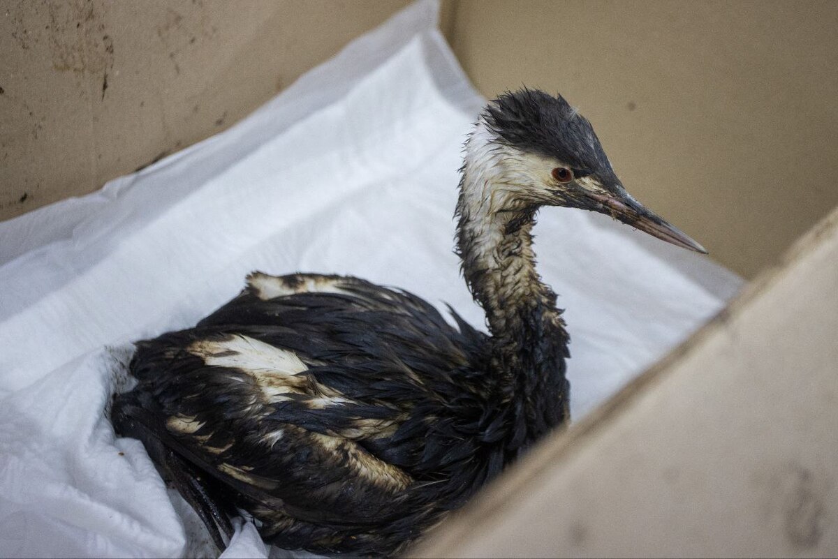 Птица, пострадавшая от разлива мазута. Фото: администрация Анапы