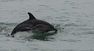 Дельфин. Скриншот фотографии из центра Delfa от 6 января 2025 года, https://t.me/delfacenter/252.