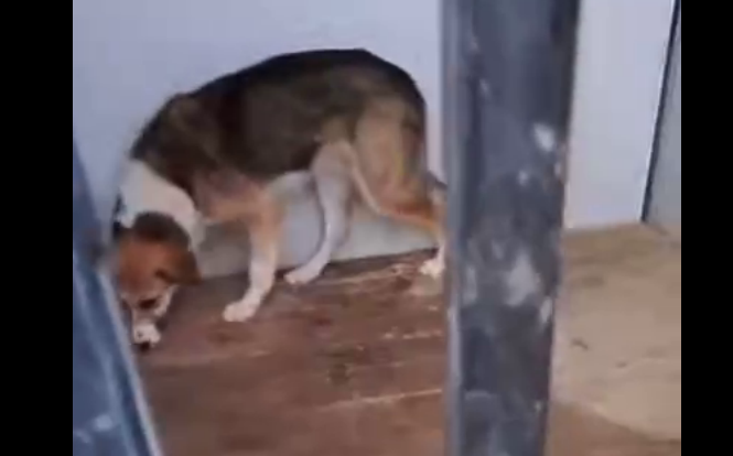 Собака в дербентском приюте. стоп-кадр видео из Telegram-канала "Кайф Дагестана" от 14.01.26, https://t.me/KAIF_Dagestana/23983.