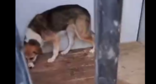 Собака в дербентском приюте. стоп-кадр видео из Telegram-канала "Кайф Дагестана" от 14.01.26, https://t.me/KAIF_Dagestana/23983.