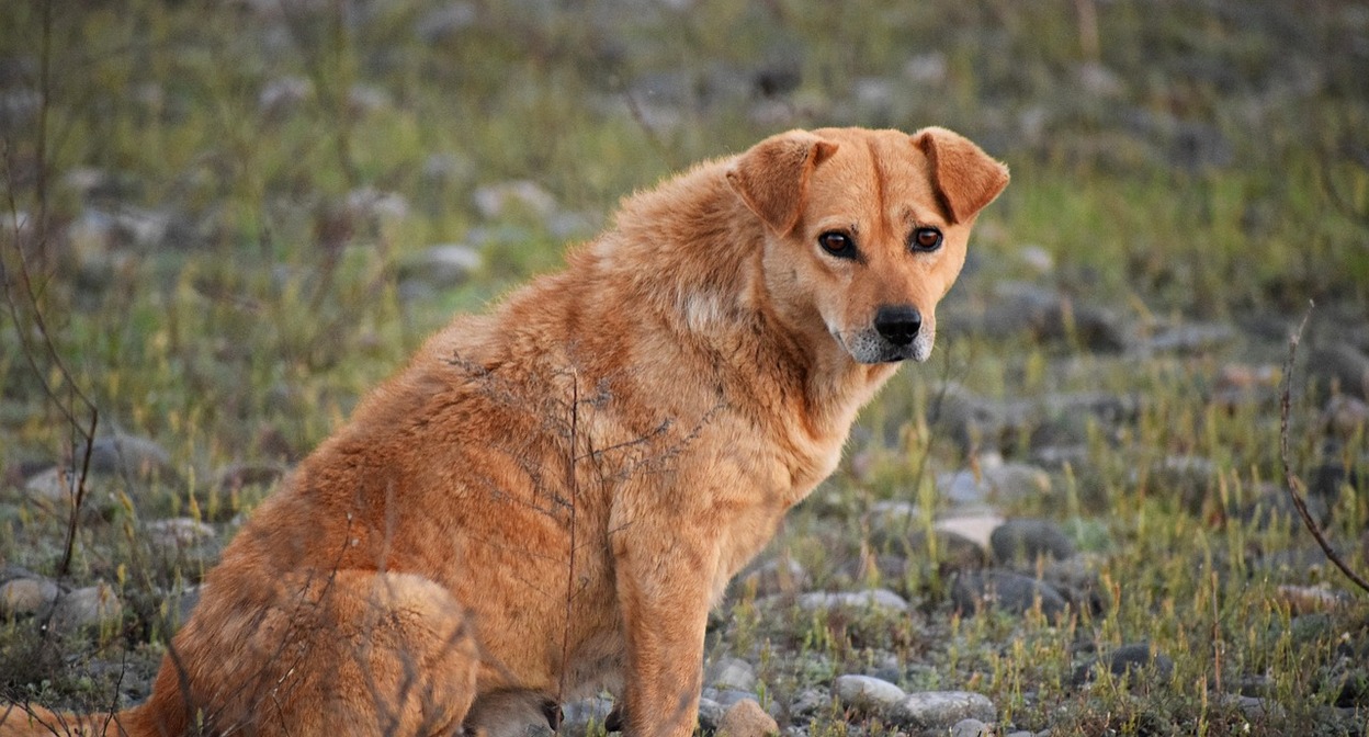 Собака Фото: pixabay.com