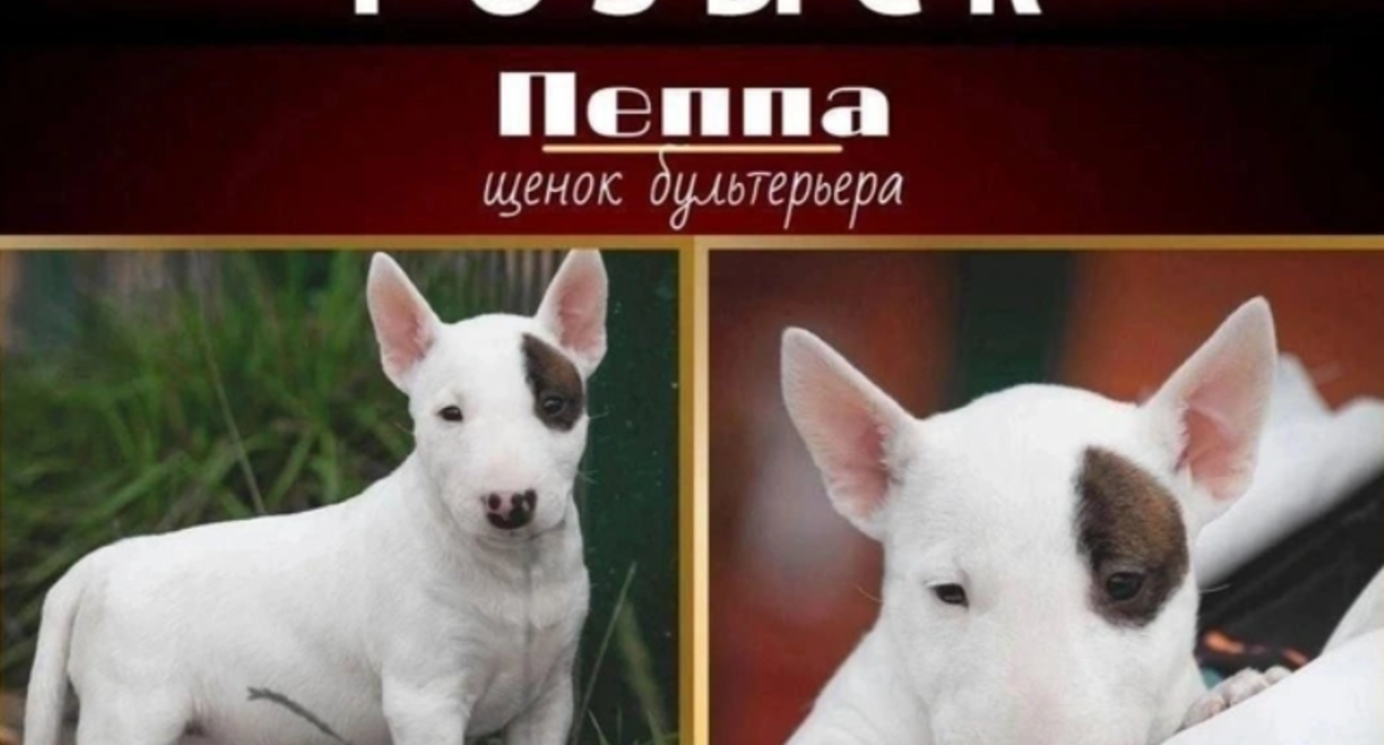 Объявление о пропаже щенка по кличке Пеппа. Скриншот фото "Фонтанка" от 17.09.25, https://www.fontanka.ru/2025/09/17/76033179/ Объявление о пропаже щенка по кличке Пеппа. Скриншот фото "Фонтанка" от 17.09.25, https://www.fontanka.ru/2025/09/17/76033179/
