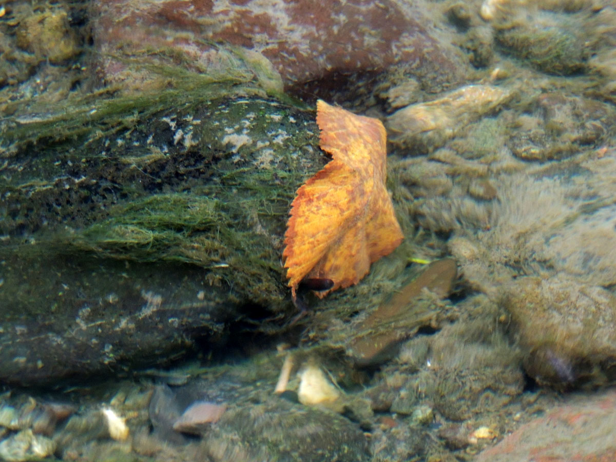 Осенний лист под водой...