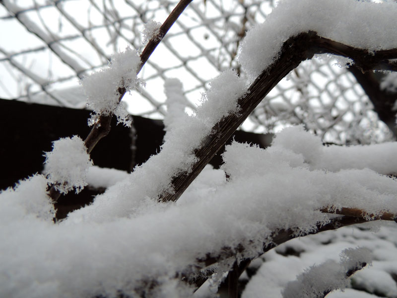 Снег на виноградной лозе.