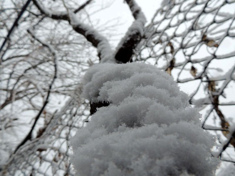 Снег красиво обхватил ствол дерева...