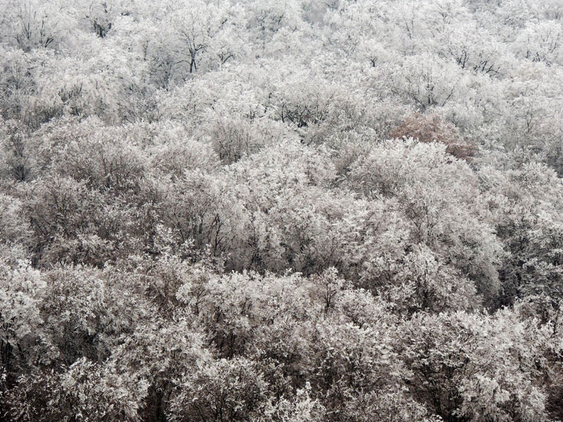 Кроны деревьев после "ледяного дождя". Лес с.Кичан.
