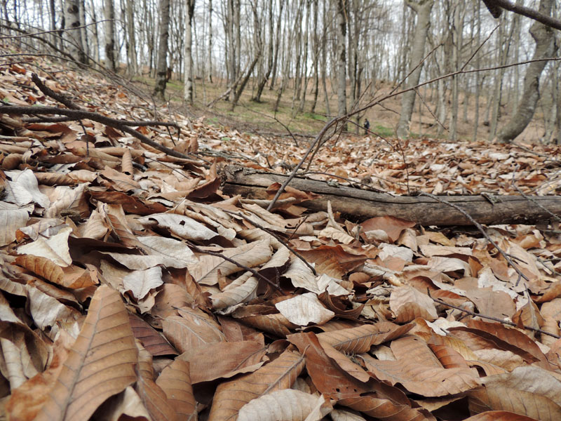 Мягкий "ковёр" из опавших прошлогодних листьев.