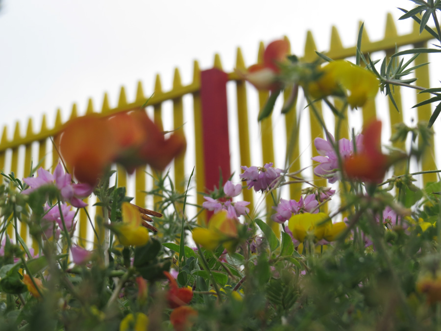 Цветы и ограда. Летние фотозарисовки.