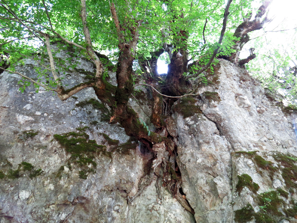 Причудливые корни деревьев - 5. Лес. с.Чапар Мардакертского района.