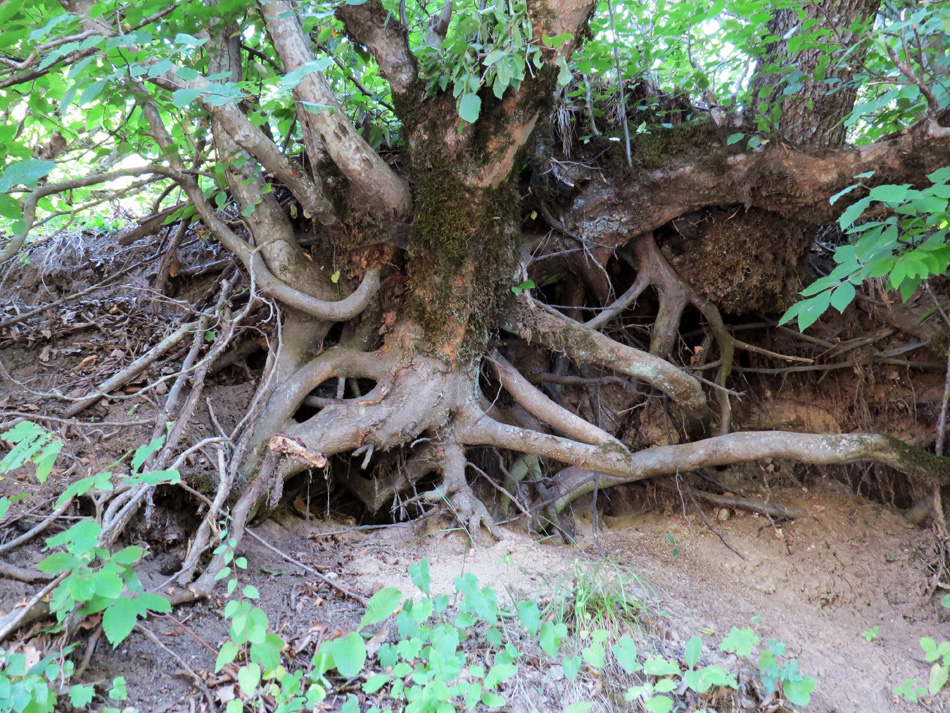 Причудливые корни деревьев - 4. Лес. с.Чапар Мардакертского района.