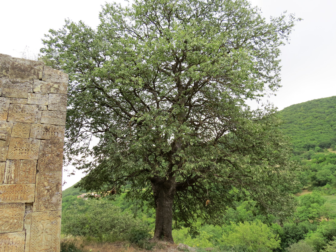Дерево, пд которым Ацинци и жители близлежащих сёл делают жертвоприношение (барашек, петухв), на ветках видны головы петушков...
