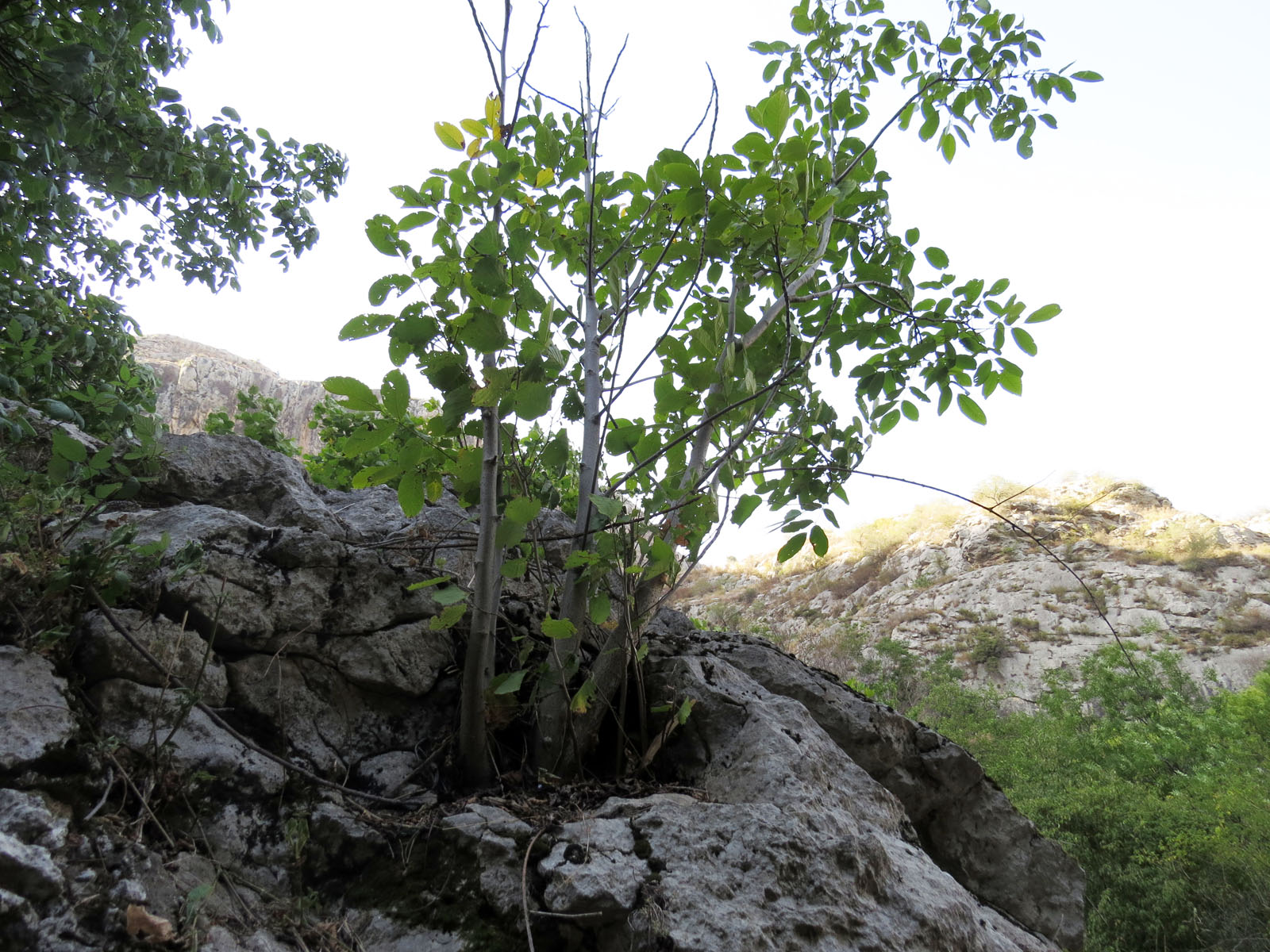 Деревце грецкого ореха выросшее в скале.