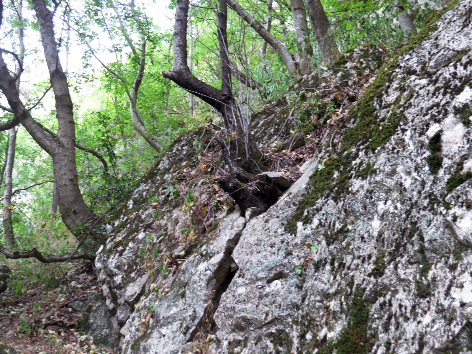 Борьба между скалой и деревом, выросшем в ней.